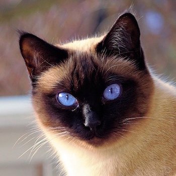 Сиамская - описание породы кошек: характер, особенности поведения, размер,  отзывы и фото - Питомцы Mail.ru