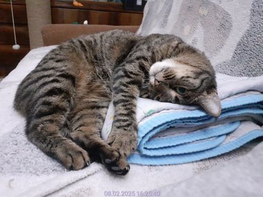 Кошечка по имени Мышель Кошечка по имени Мышель