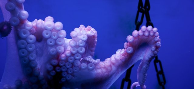 Призрачный осьминог Дамбо попал в объектив ученых