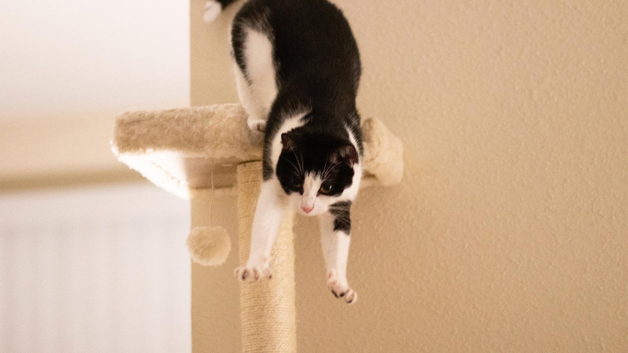 Кот прыгает со специальной платформы