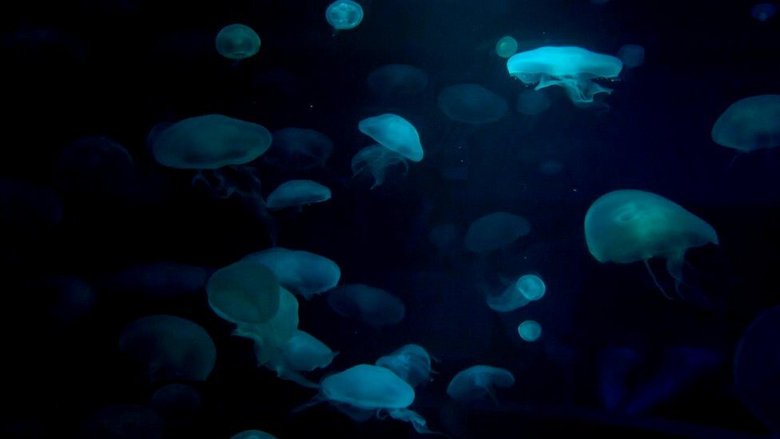 Наши представления о жизни в океанах иных планет формируются нашим знанием о жизни на дне земных океанов. Фото: Getty Images