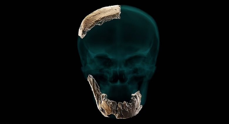 3D-модель, показывающая череп и фрагменты челюсти недавно идентифицированного Homo Nesher Ramla. Фото: Tel Aviv University