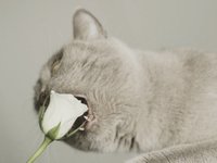 Content image for: 489842 | Коты VS цветы: самые интересные фото