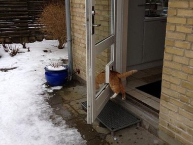 Да, это и правда дверца для кота, но в этот раз можно было бы найти и способ попроще.