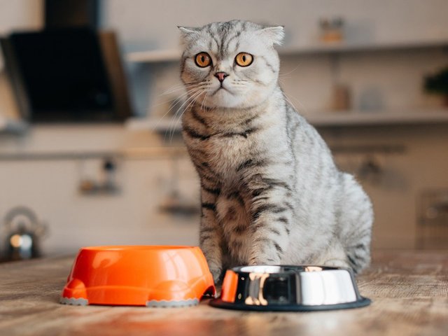Чем категорически нельзя кормить кошек. 6 продуктов
