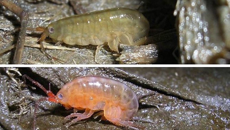 Зараженные паразитической трематодой амфиподы меняют цвет со светло-серого или коричневого на оранжевый.