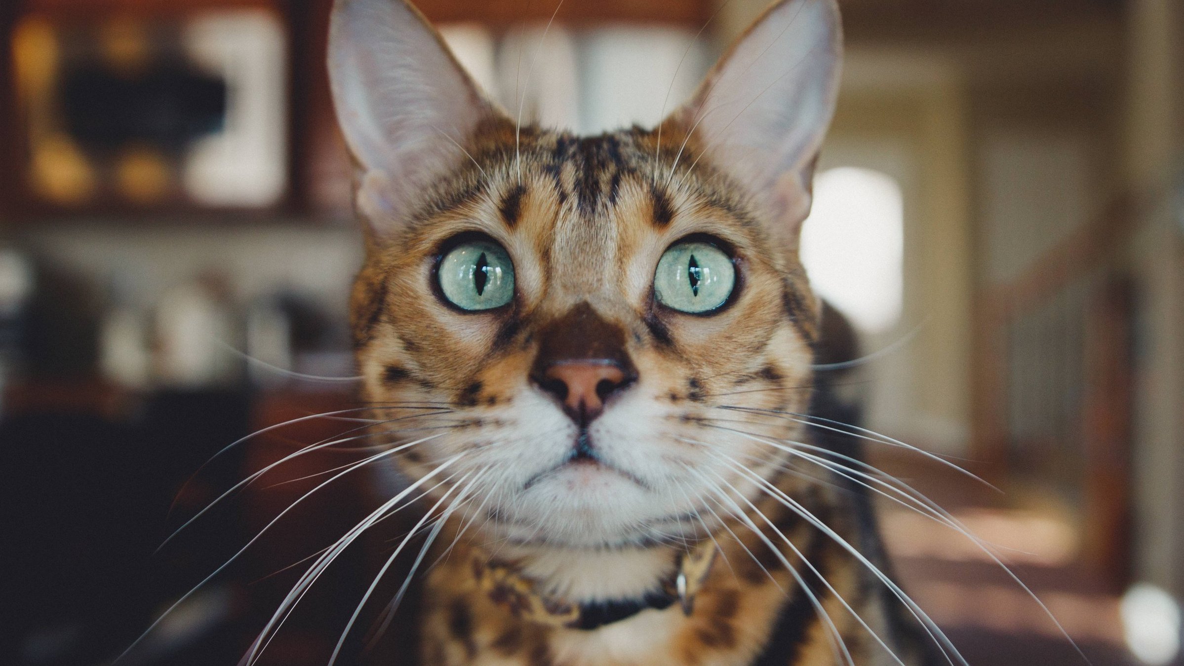 Кошка