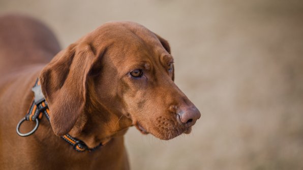Зачем собаке усы? 10 фактов, которые вас удивят
