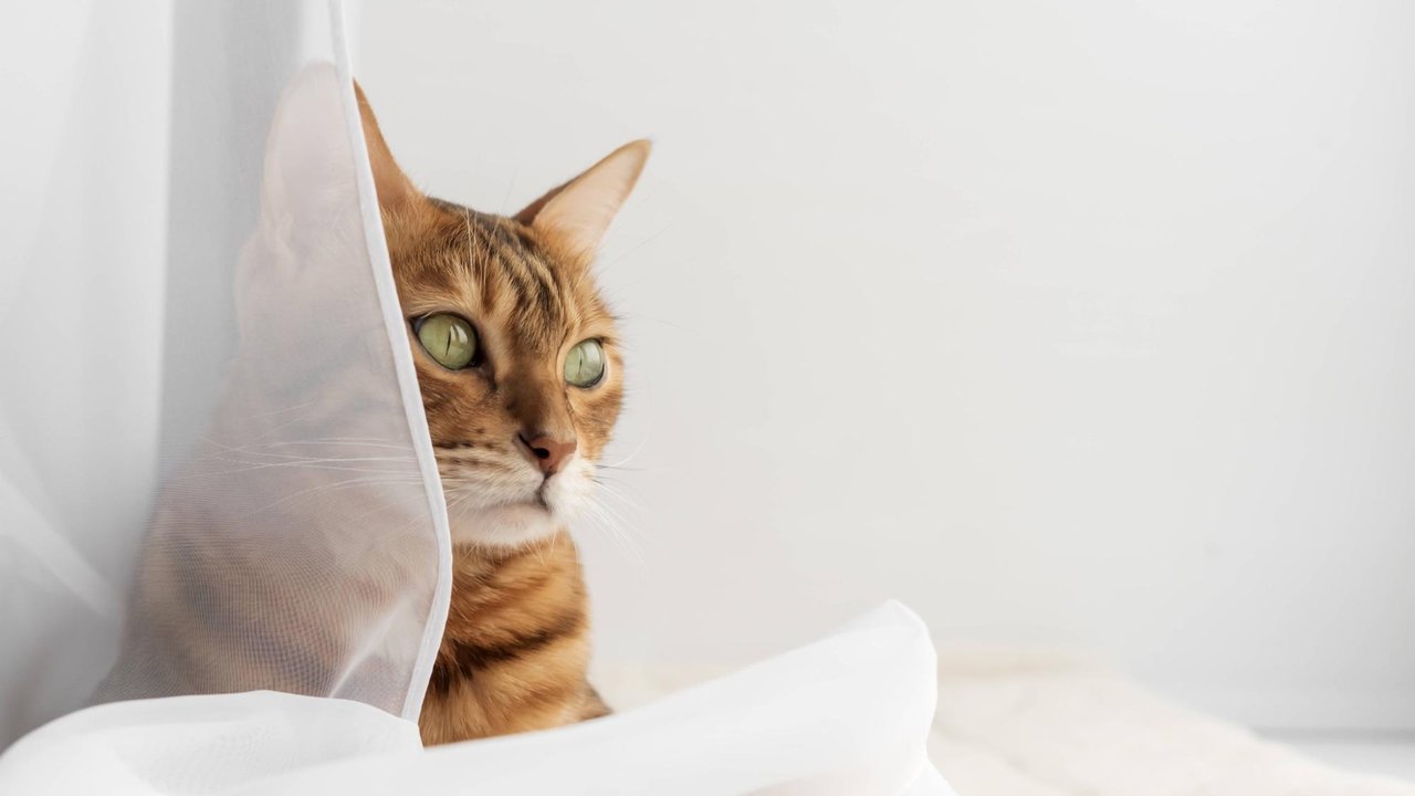 Кошка Кошка