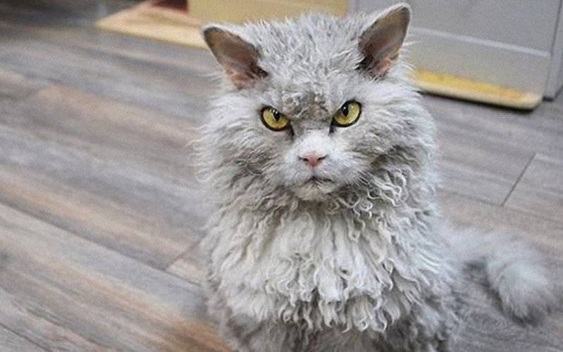 Суровые коты