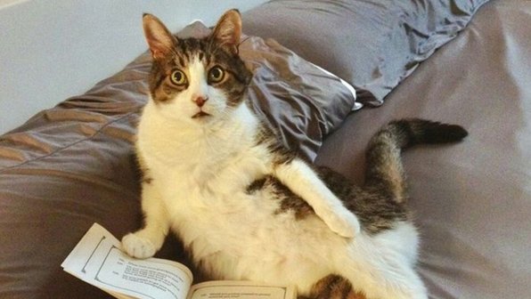 15 кошек и собак, похожих на людей. Фотоподборка