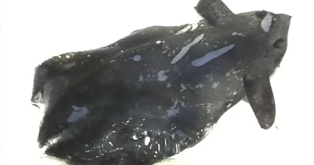 В Китае обнаружили новый вид кальмаров-вампиров