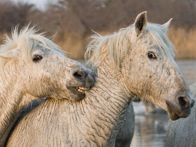 Одинокая незрячая лошадь нашла защитника и друга