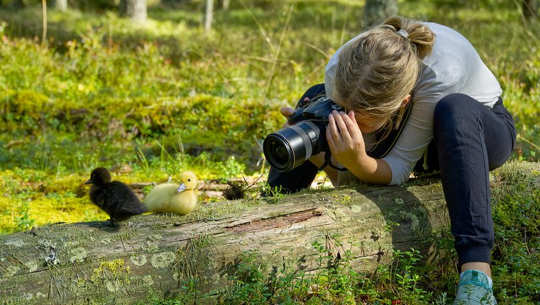 Девочка снимает утят на фотоаппарат.