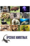 Постер undefined: 1 сезон