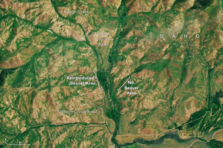 Район Боу-Крик с бобровыми плотинами более пышный и зеленый, чем соседний район без бобровых плотин. Снимок спутника NASA Landsat 9