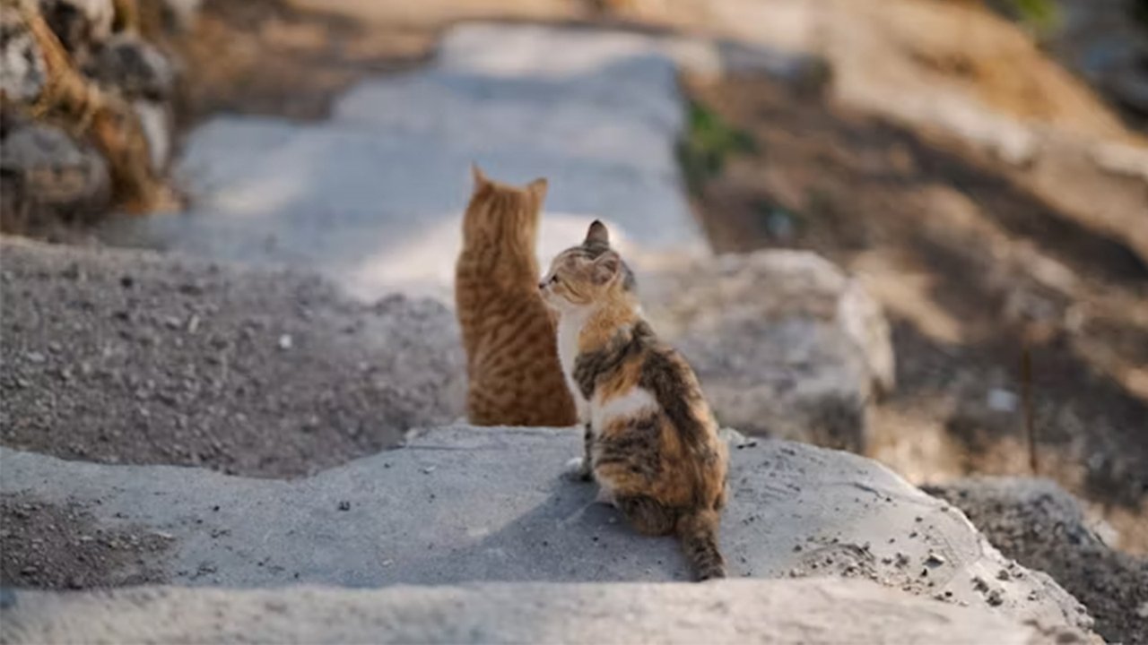 Кошки