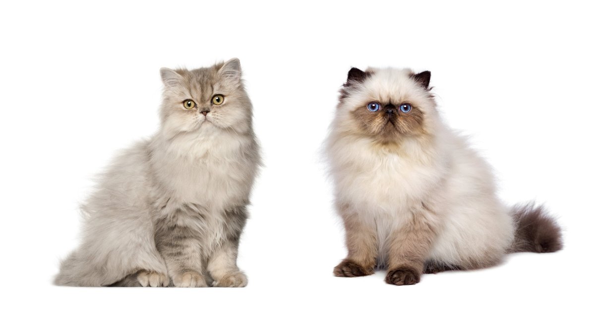 Персидская кошка VS гималайской кошки