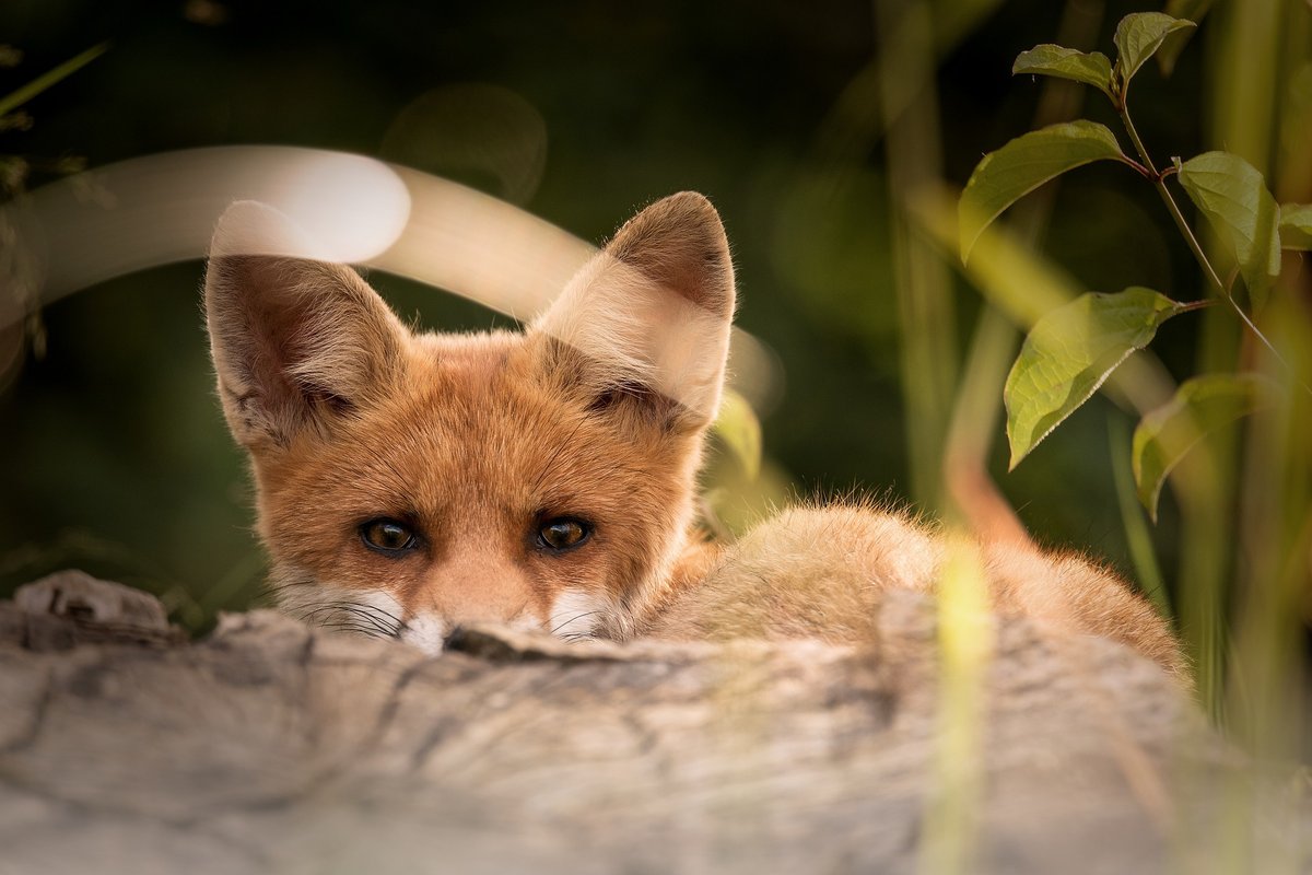 little-fox-2093053_1920
