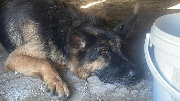 В Волгограде брошенный пес не смог пережить предательство