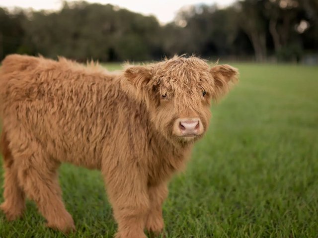 Американцы влюбились в мини-коров: новый тренд