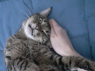 Кошечка по имени Мышель Кошечка по имени Мышель