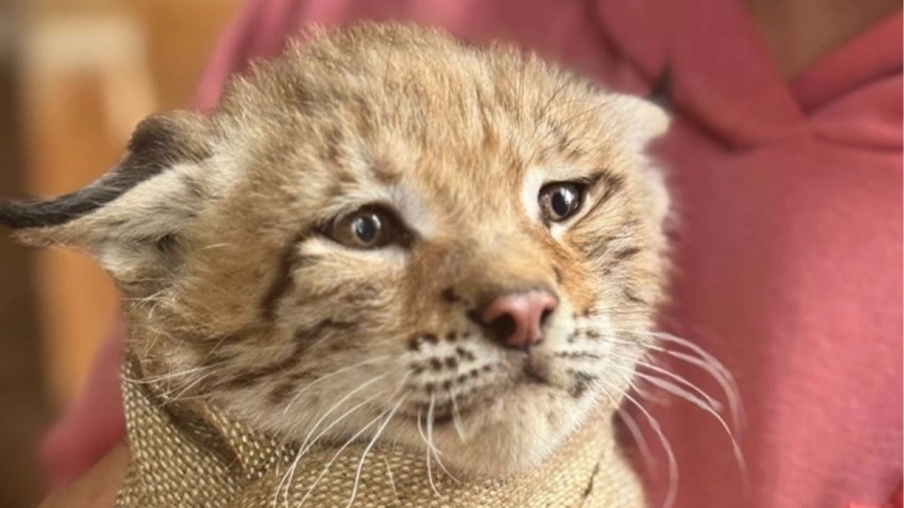 Котенок рыси Котенок рыси