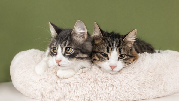 Неразлучники, или Парное КОТание: котики, которые ищут дом парами