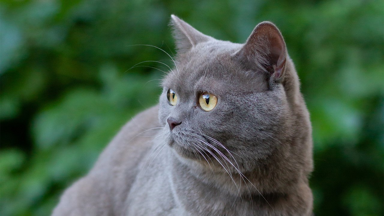 Особенности британских кошек: что нужно знать ответственным хозяевам