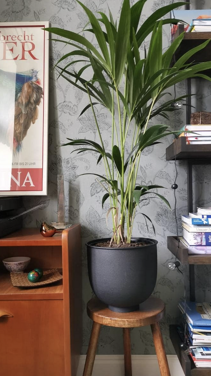 7 эффектных комнатных растений, которые заполнят пустое пространство