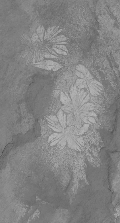 Тень сохранившихся мягких тканей червя. Фото: Рианнон Лавин, Канзасский университет