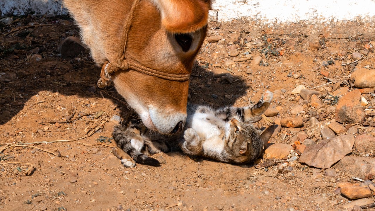 Кошка и корова