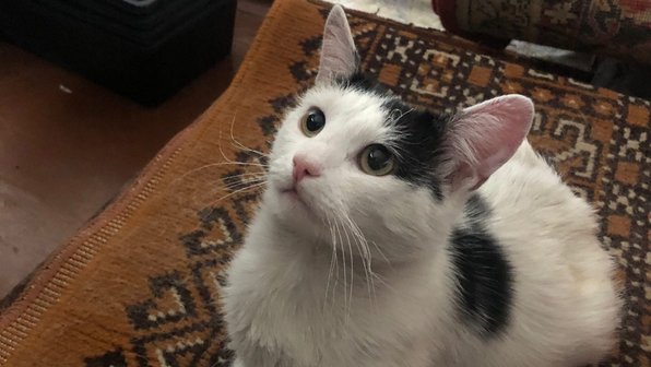 Кот спас хозяина во время пожара, но сам чуть не лишился жизни