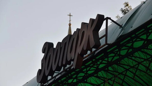 В зоопарке Ростова-на-Дону показали рожденного в июне козленка камори