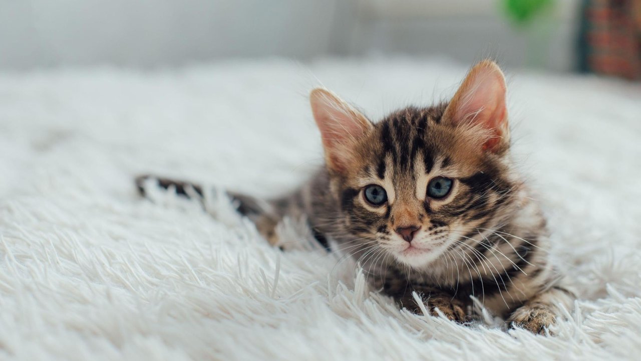 Котенок думает, что человек — это большая кошка, а точнее его мама 