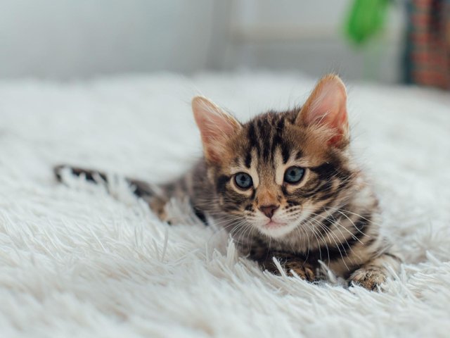 Быть кошкой — это… 10 правил жизни мурчащих созданий