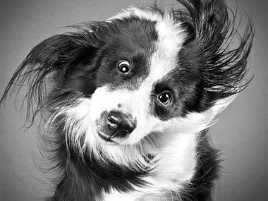 Slide image for gallery: 1471 | Самые смешные собаки (ФОТО)