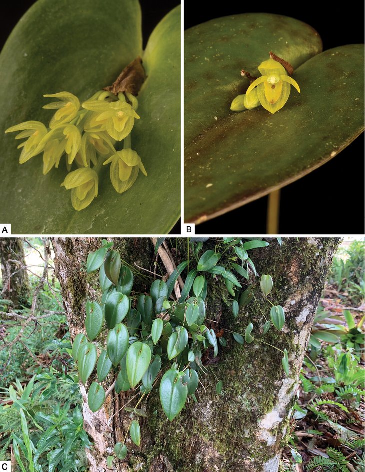Pleurothallis matrisilvae Pleurothallis matrisilvae