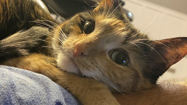 20 доказательств того, что кошки и собаки — это любовь