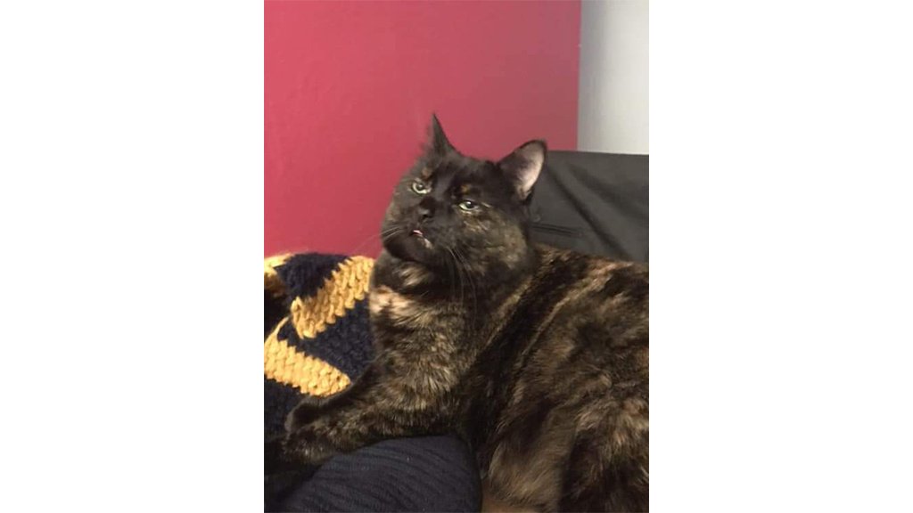 Котики