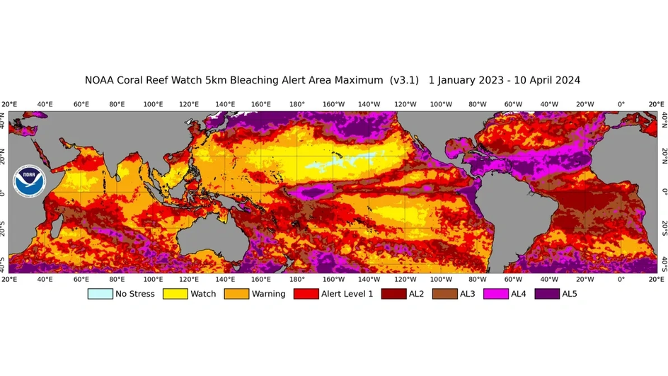 Глобальная спутниковая карта NOAA Coral Reef Watch с разрешением 5 километров и максимальной зоной оповещения об обесцвечивании кораллов за период с 1 января 2023 года по 10 апреля 2024 года. На этом рисунке показаны регионы земного шара, которые испытали высокий уровень морского теплового стресса (уровни оповещения о обесцвечивании 2-5)