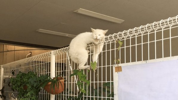 Коты везде: 15 доказательств, что кошки могут залезть куда угодно