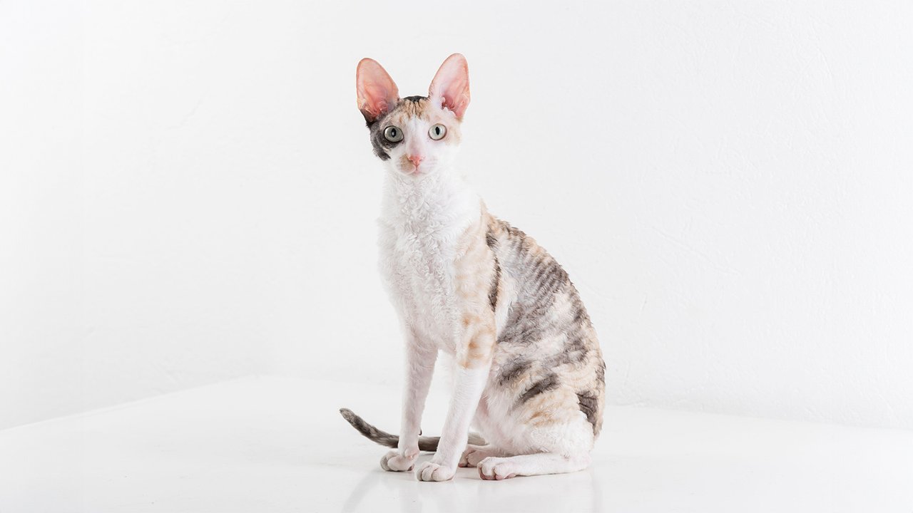 Корниш-рекс Корниш-рекс