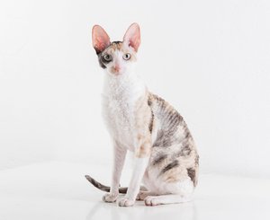 Корниш-рекс