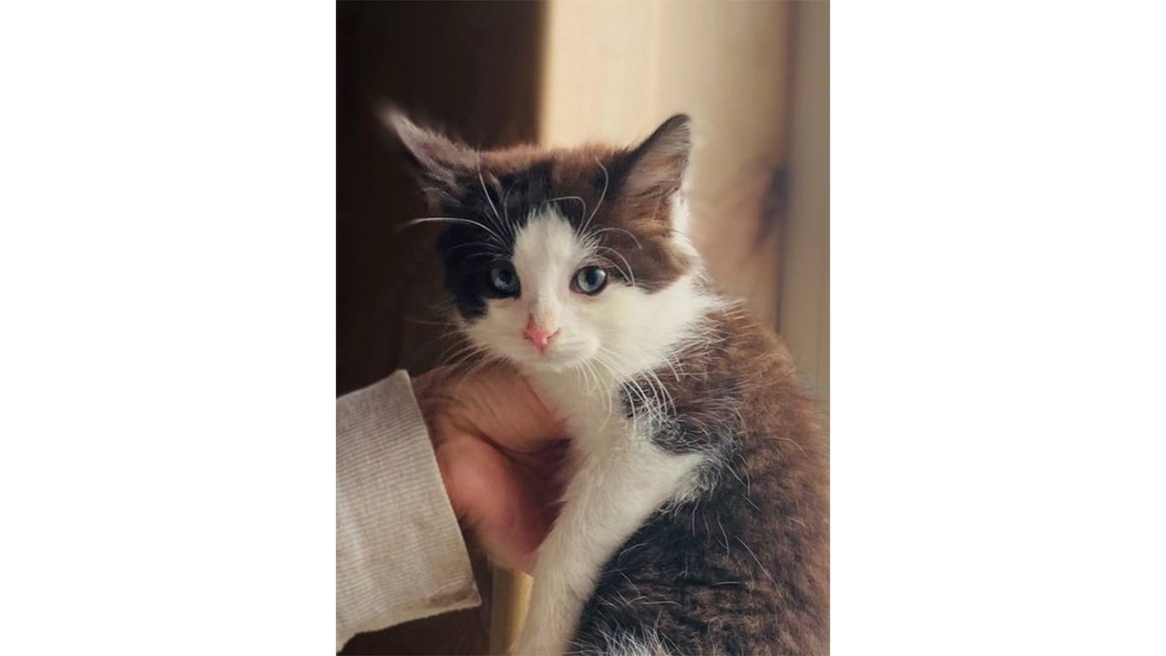 Котенок которого хотели утопить Котенок которого хотели утопить
