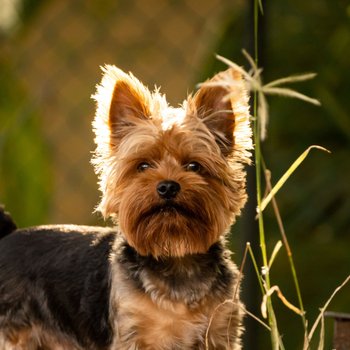 Йоркширский терьер - описание породы собак: характер, особенности  поведения, размер, отзывы и фото - Питомцы Mail.ru