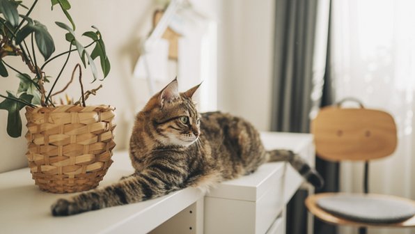 Почему нельзя тянуть кошку за хвост: 5 причин