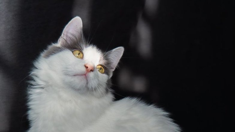 Афоня, девочка Афоня, девочка