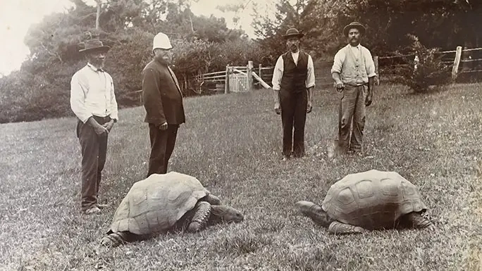 Черепахе Джонатану исполнился 191 год — это старейшее наземное животное в мире