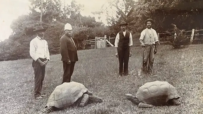 Предположительно черепаха родилась в 1832 году.